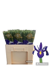 Iris Blue Magic 52cm 25gr.