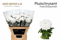 Chrysanth Single Fred Shoesmith 85cm 130gr.