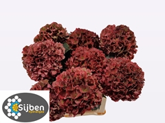 Hydrangea Pink Ruby Classic 80cm 20-22cm Hd