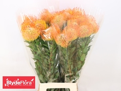 Leucospermum Ayoba Sun 80cm