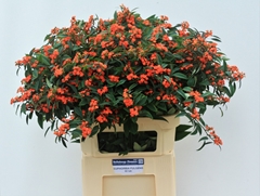 Euphorbia Fulgens Spray Queen Of Orange 80cm 15cm Hd