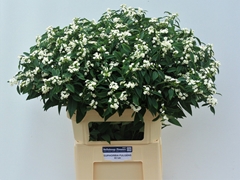 Euphorbia Fulgens Spray Quicksilver 80cm 15cm Hd