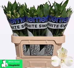 Alstroemeria White Swan 75cm 90gr.