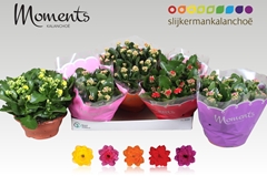 Kalanchoe Double Mix 23Ø 25cm