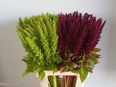 Amaranthus Mix 70cm