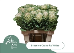 Brassica Crane Ruffle White 60cm