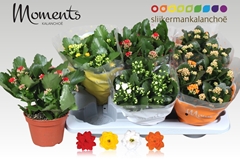 Kalanchoe Double Mix 15Ø 26cm