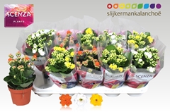 Kalanchoe Double Mix 12Ø 21cm