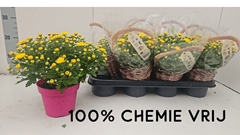 Chrysanth Soul Sister Yellow 14Ø 25cm