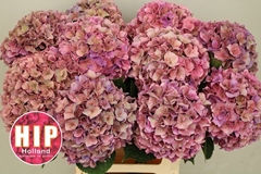 Hydrangea Rodeo Red Classic 60cm 16-18cm Hd