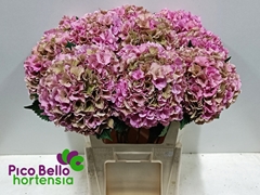 Hydrangea Royal Parade Classic 80cm 20-22cm Hd