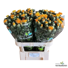 Carthamus Zanzibar 80cm
