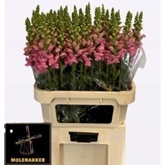 Antirrhinum Potomac Pink 75cm
