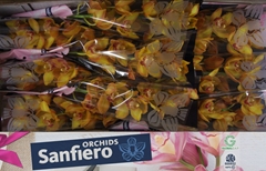 Cymbidium Esther 60cm
