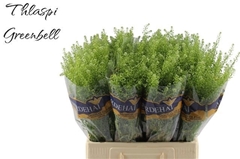 Lepidium Ruderale Green Bell 65cm 10gr.