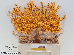 Ilex Verticillata Golden Verboom 60cm