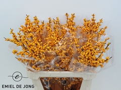Ilex Verticillata Golden Verboom 80cm