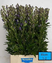 Aconitum Carmichaelii Arendsii 85cm