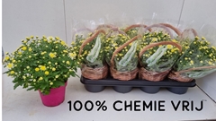 Chrysanth Soul Sister White 14Ø 25cm