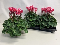 Cyclamen Super Serie Xl 15Ø 36cm