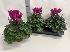 Cyclamen Super Serie Xl 15Ø 36cm