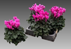 Cyclamen Super Serie Xl 15Ø 36cm