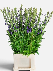 Aconitum Carmichaelii Arendsii 100cm
