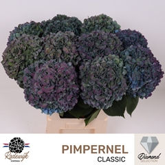 Hydrangea Pimpernel Classic 80cm 21-23cm Hd