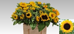 Helianthus Sunrich Orange 65cm 125cm Hd
