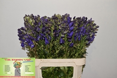 Aconitum Carmichaelii Arendsii 85cm