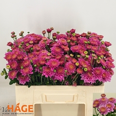 Chrysanth Spray Blenda Purper 55cm 70gr.