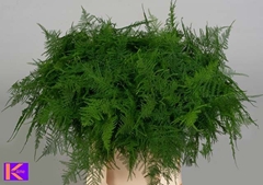 Asparagus Setaceus 45cm