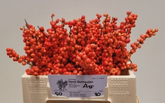 Ilex Verticillata Oudijk's Orange 40cm