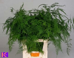 Asparagus Setaceus 85cm