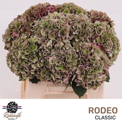 Hydrangea Rodeo Red Classic 40cm 13-15cm Hd