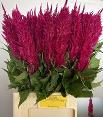 Celosia Century Red 65cm