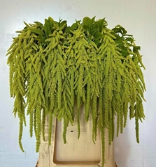 Amaranthus Caudatus Green Cord 80cm