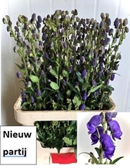 Aconitum Carmichaelii Arendsii 90cm