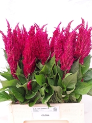 Celosia Century Purple Rose 70cm