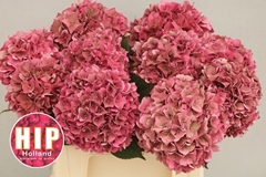Hydrangea Rodeo Red Classic 40cm 13-15cm Hd