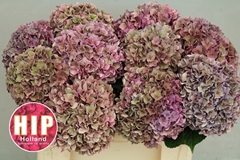 Hydrangea Rodeo Red Classic 40cm 12-14cm Hd