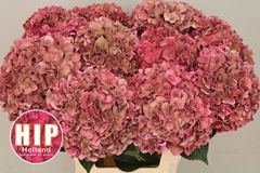 Hydrangea Rodeo Red Classic 60cm 16-18cm Hd