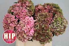 Hydrangea Rodeo Red Classic 40cm 12-14cm Hd