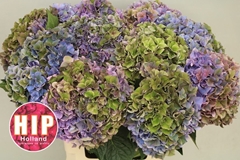 Hydrangea Rodeo Red Classic 60cm 18-20cm Hd