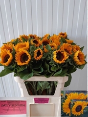 Helianthus Sunrich Provence 80cm