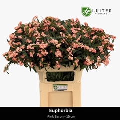 Euphorbia Fulgens Spray Pink Baron 80cm 15cm Hd