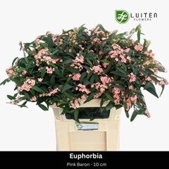 Euphorbia Fulgens Spray Pink Baron 75cm 10cm Hd