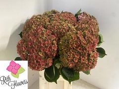 Hydrangea Royal Anastasia Classic 80cm 22-24cm Hd