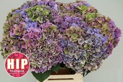 Hydrangea Rodeo Red Classic 60cm 18-20cm Hd