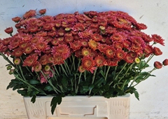 Chrysanth Spray Blenda Salmon 60cm 50gr.